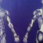 Yoga teacher training review — online physiology and anatomy with YMCA Fit